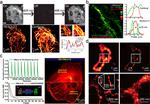 Fluorescent Bioconjugates for Super-Resolution Optical Nanoscopy